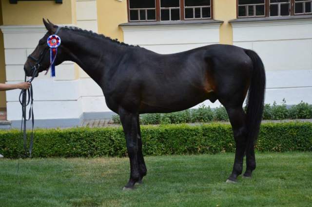 3692furiosoxxxivredfernet